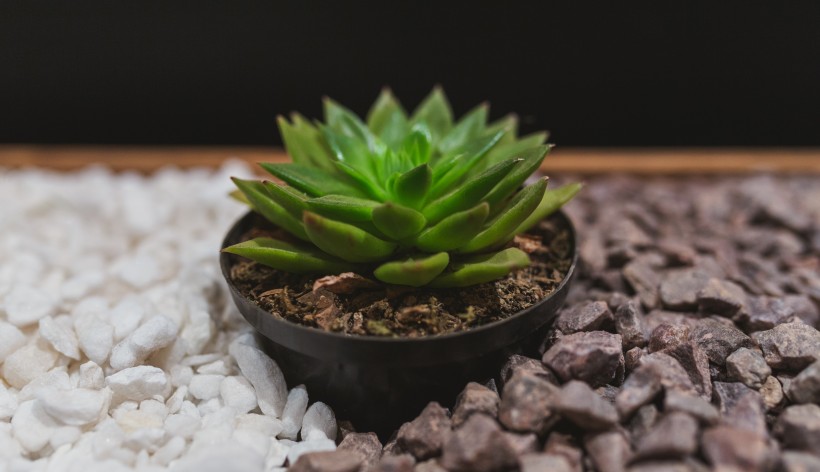多肉植物特寫圖片