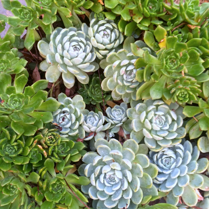 多肉植物特寫圖片