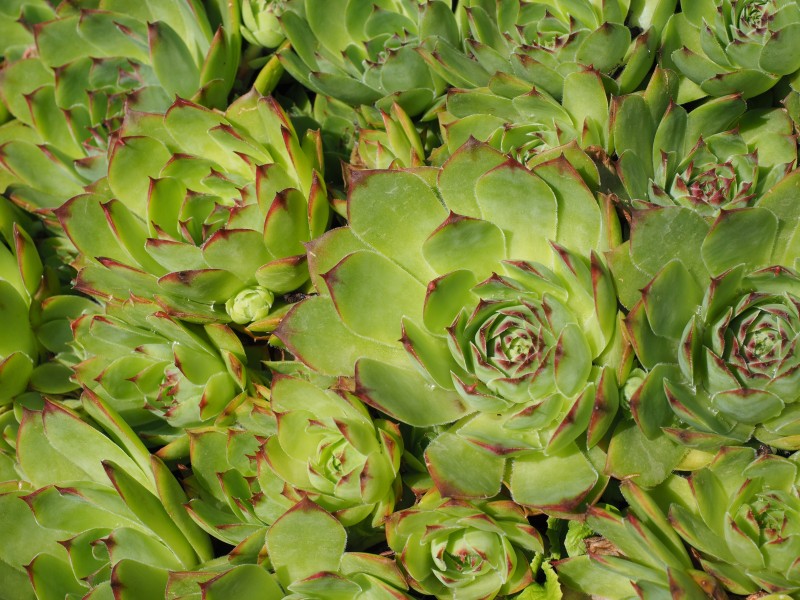 多肉植物特寫圖片