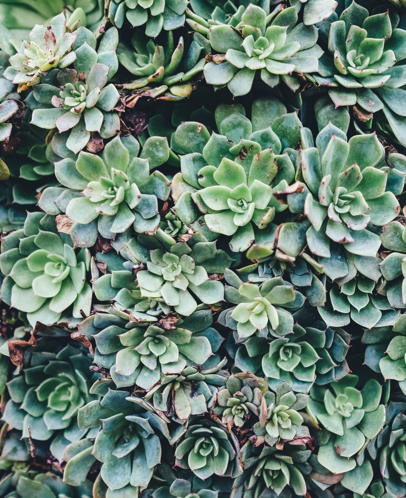 多肉植物特寫圖片