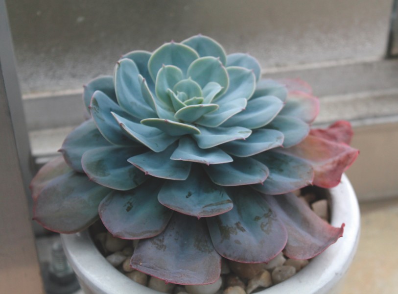 多肉植物特寫圖片