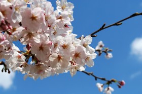 淡淡的粉紅色<a href=https://www.meiriqutu.com/tag/7607.html target=_blank class=infotextkey>梅花</a>圖片