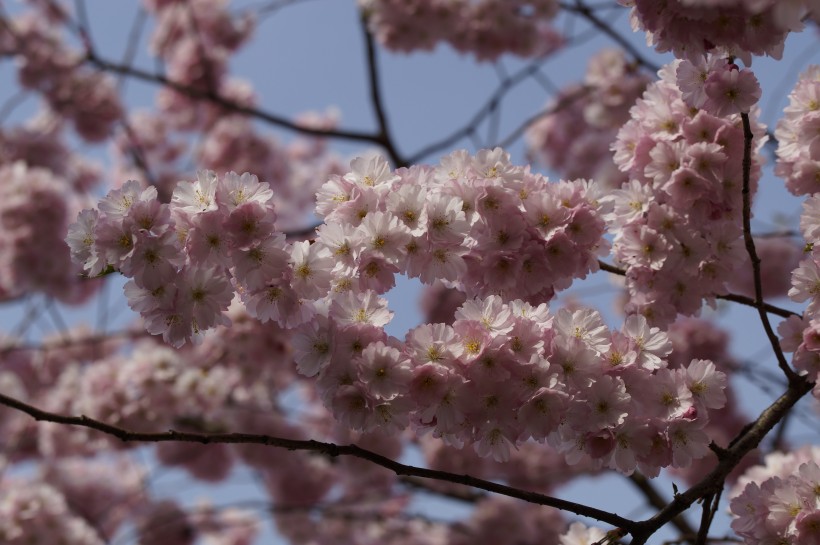淡淡的粉紅色<a href=https://www.meiriqutu.com/tag/7607.html target=_blank class=infotextkey>梅花</a>圖片