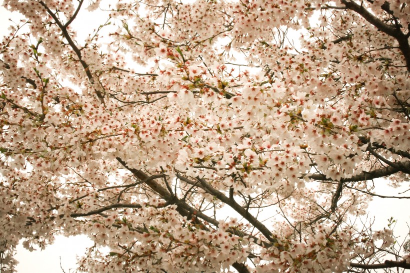 淡淡的粉紅色<a href=https://www.meiriqutu.com/tag/7607.html target=_blank class=infotextkey>梅花</a>圖片