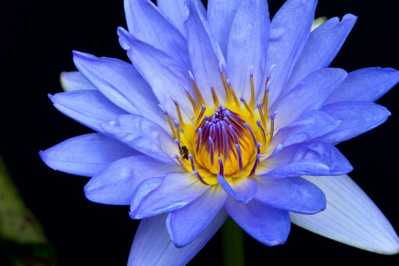 綻放的蓮花圖片