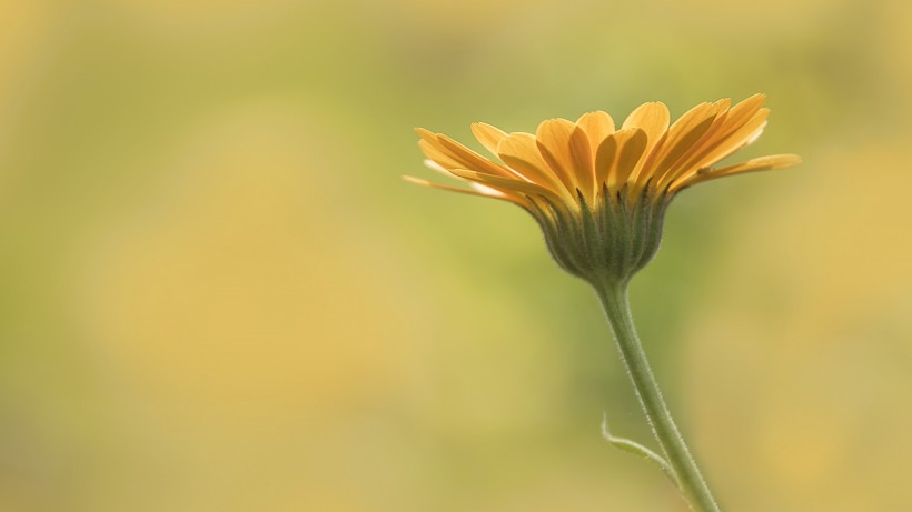 四季花萬壽菊圖片