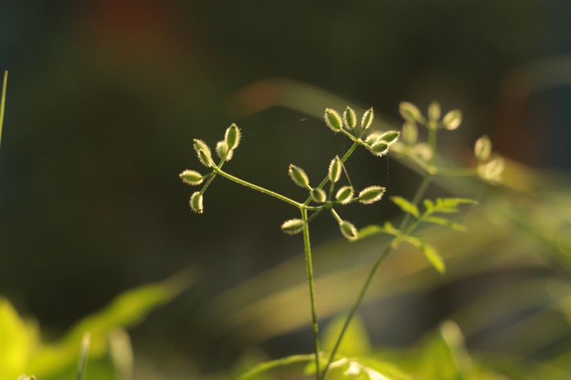 生命力旺盛的野草圖片