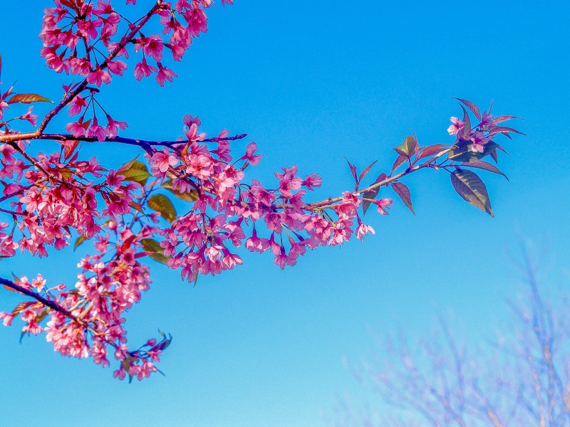 唯美好看燦爛的櫻花圖片