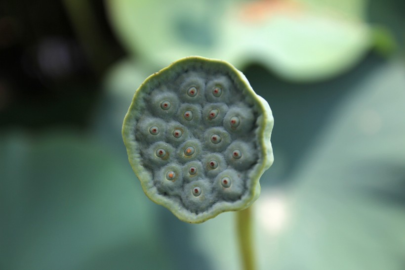 可藥用的蓮蓬圖片