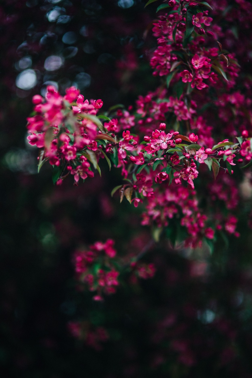 清新的粉紅色花朵圖片