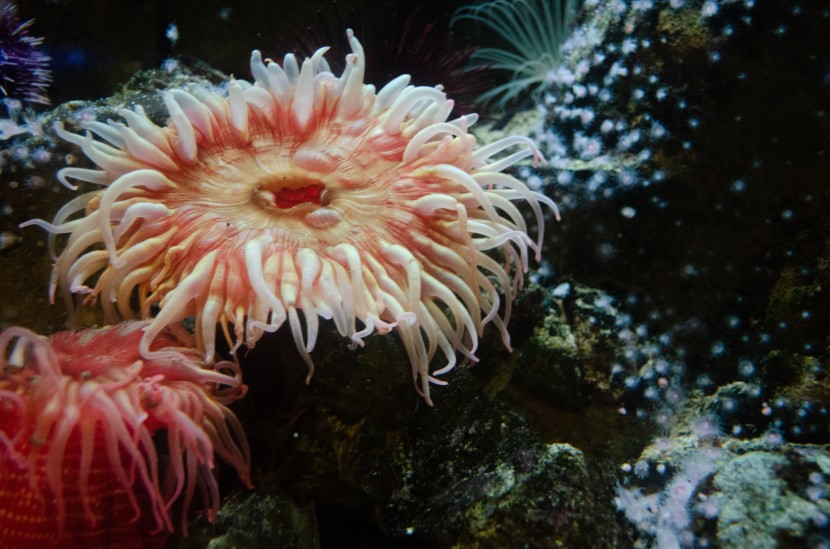 芝加哥謝德水族館圖片