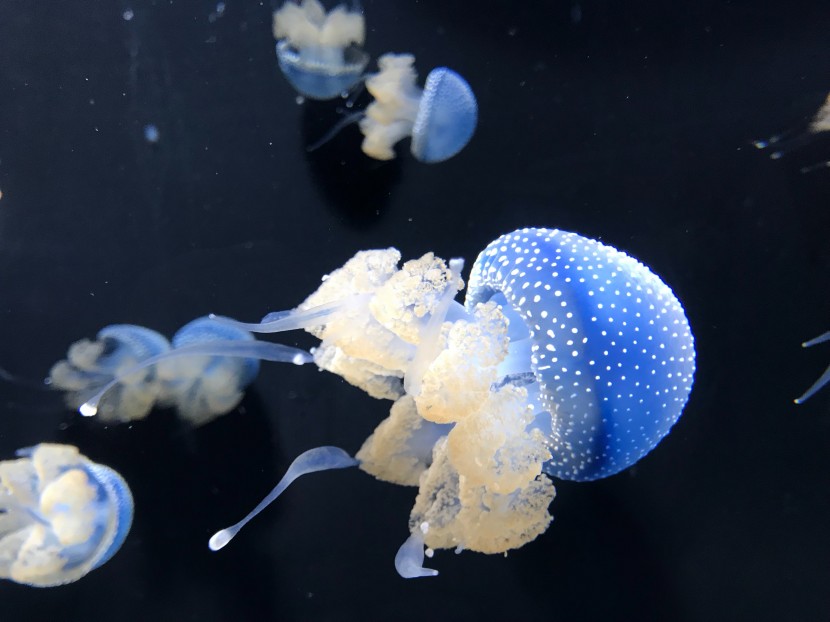 芝加哥謝德水族館圖片