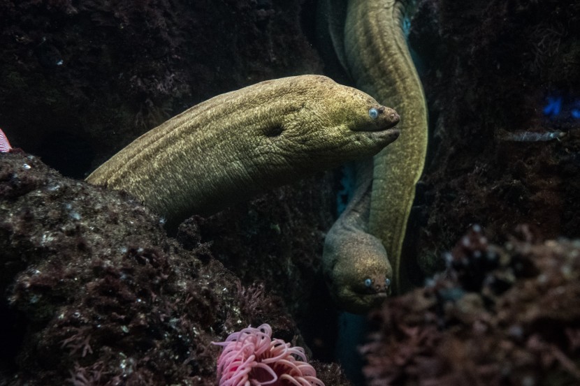 芝加哥謝德水族館圖片