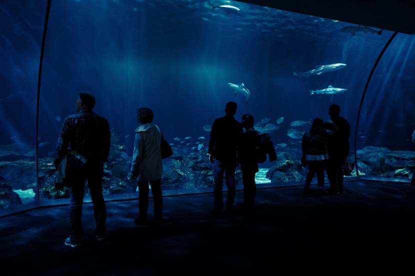 芝加哥謝德水族館圖片