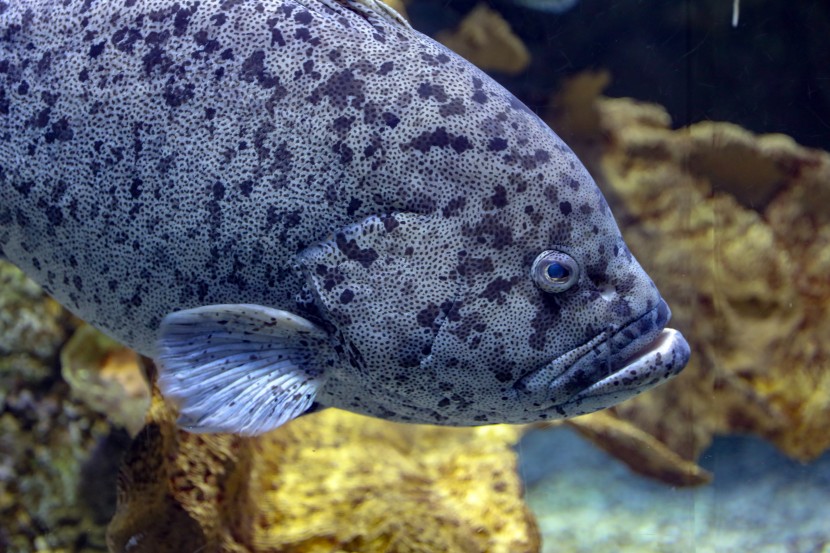 芝加哥謝德水族館圖片