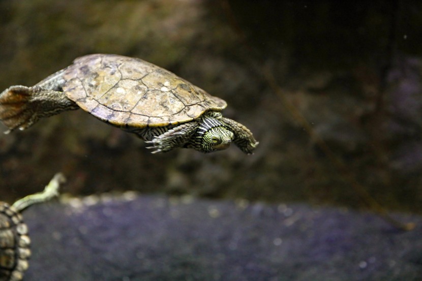 芝加哥謝德水族館圖片