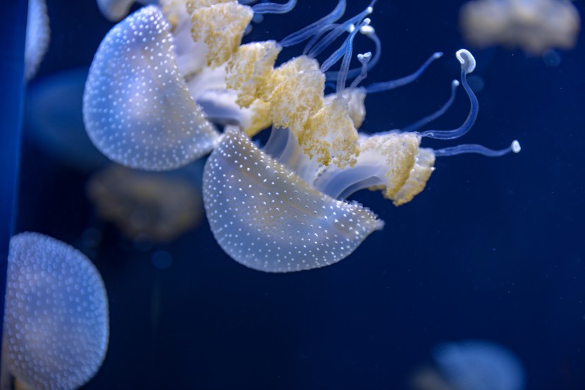 芝加哥謝德水族館圖片