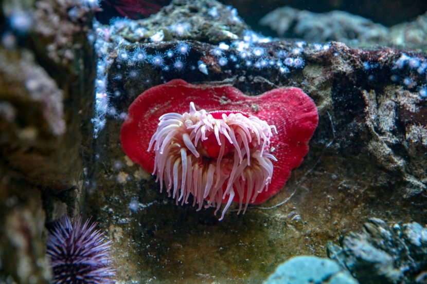 芝加哥謝德水族館圖片