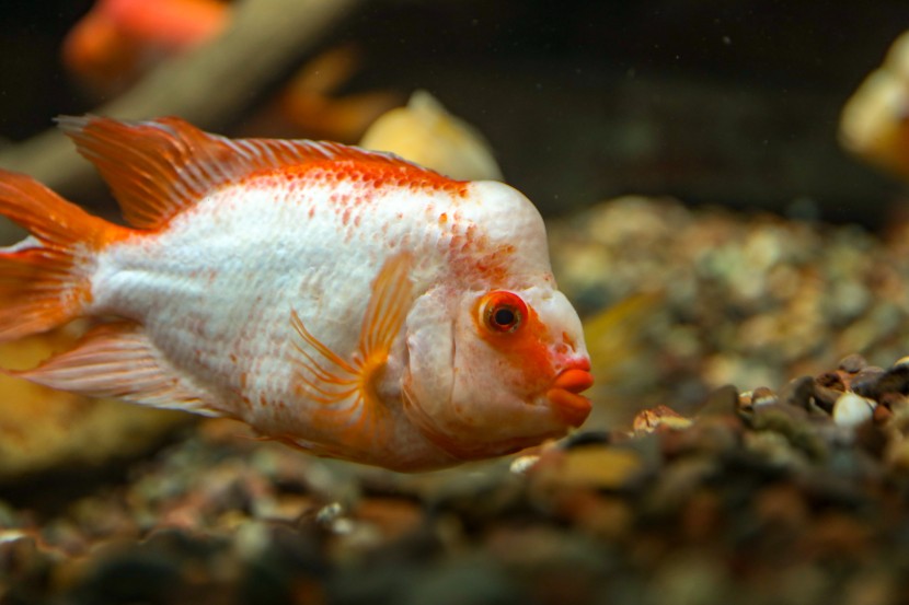 芝加哥謝德水族館圖片