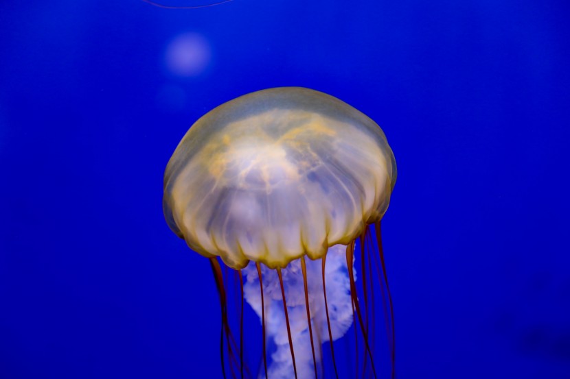 芝加哥謝德水族館圖片