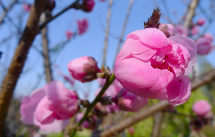 春季盛開的桃花圖片