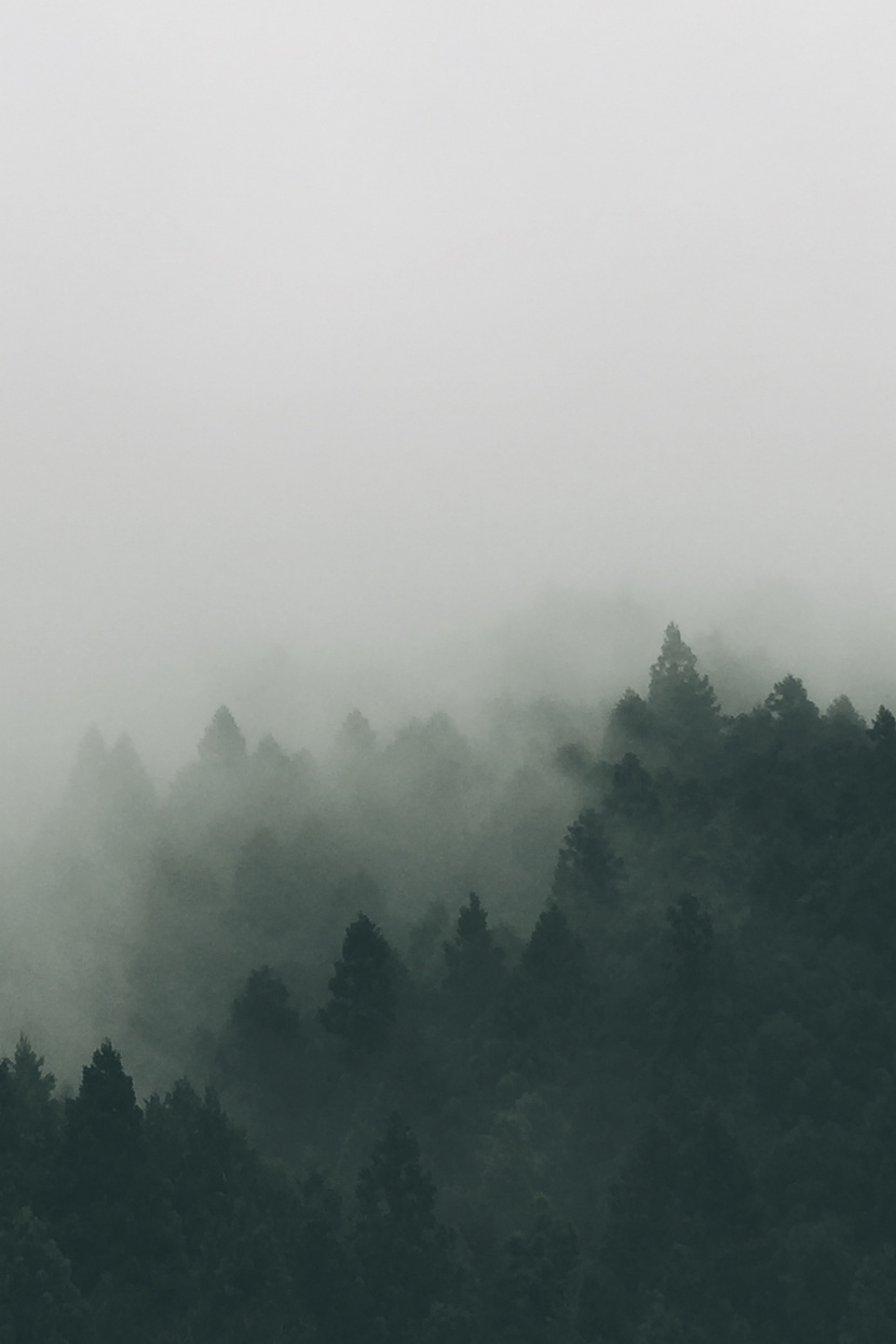 山林中的霧圖片