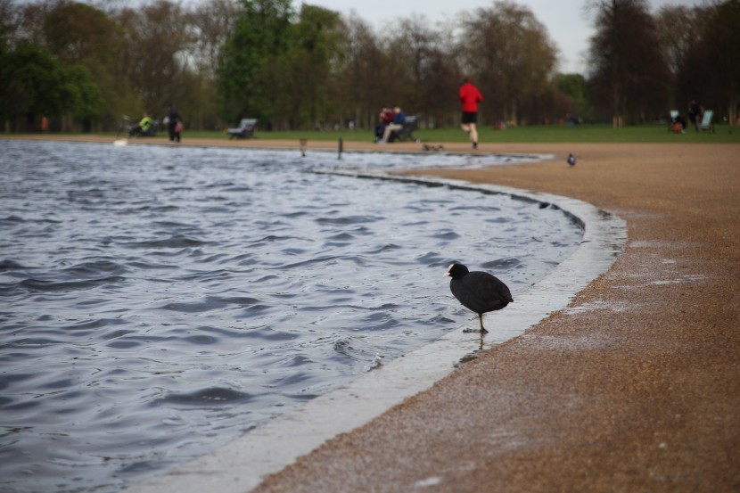 英國倫敦海德公園風景圖片