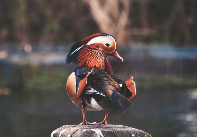 英國倫敦海德公園風景圖片