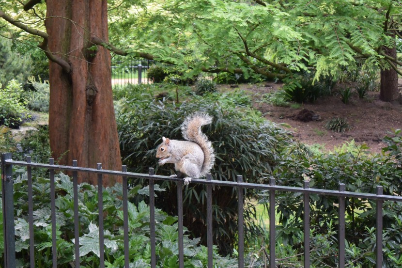 英國倫敦海德公園風景圖片