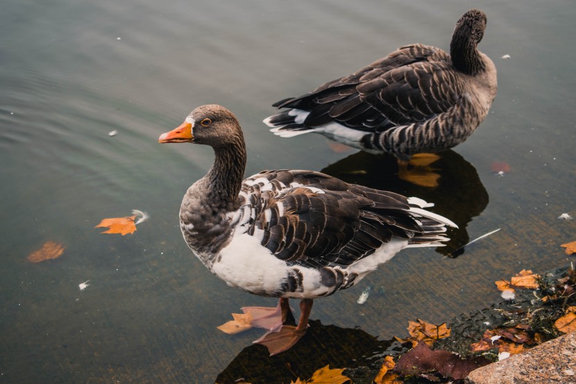 英國倫敦海德公園風景圖片