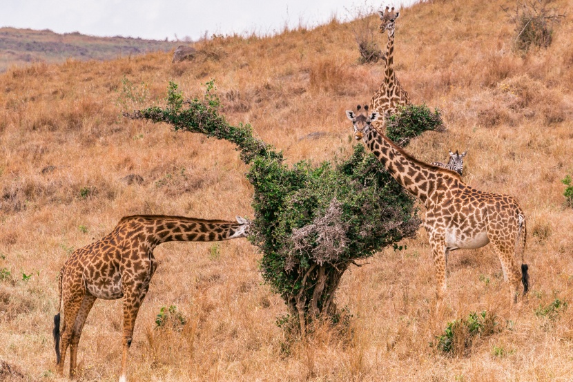 馬賽馬拉野生動物保護區圖片