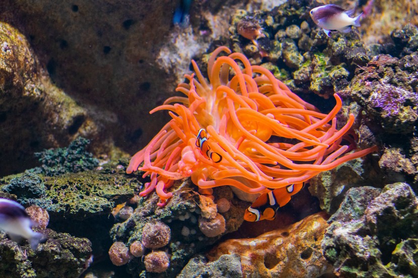 美國西雅圖水族館圖片