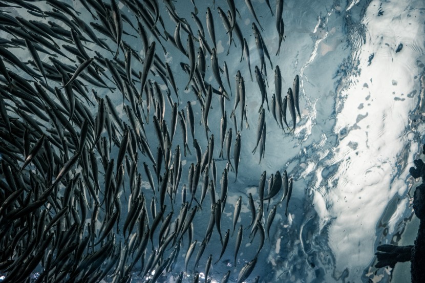 美國西雅圖水族館圖片