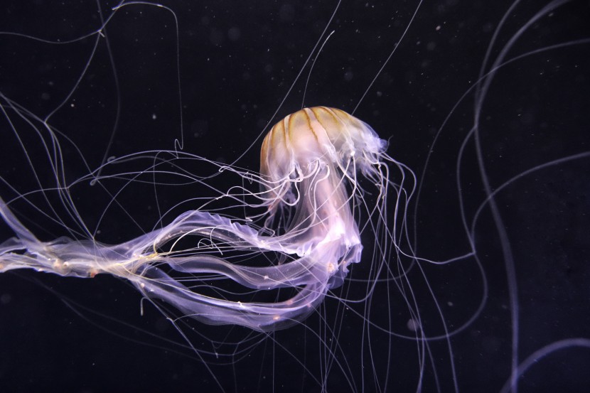 美國西雅圖水族館圖片