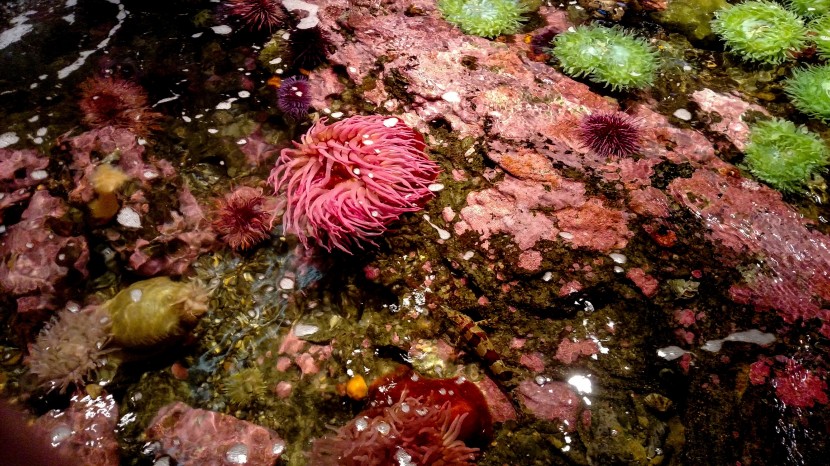 美國西雅圖水族館圖片