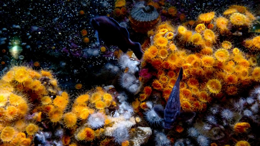 美國西雅圖水族館圖片