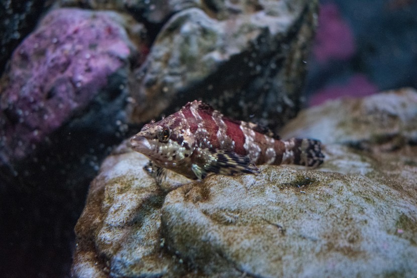 美國西雅圖水族館圖片