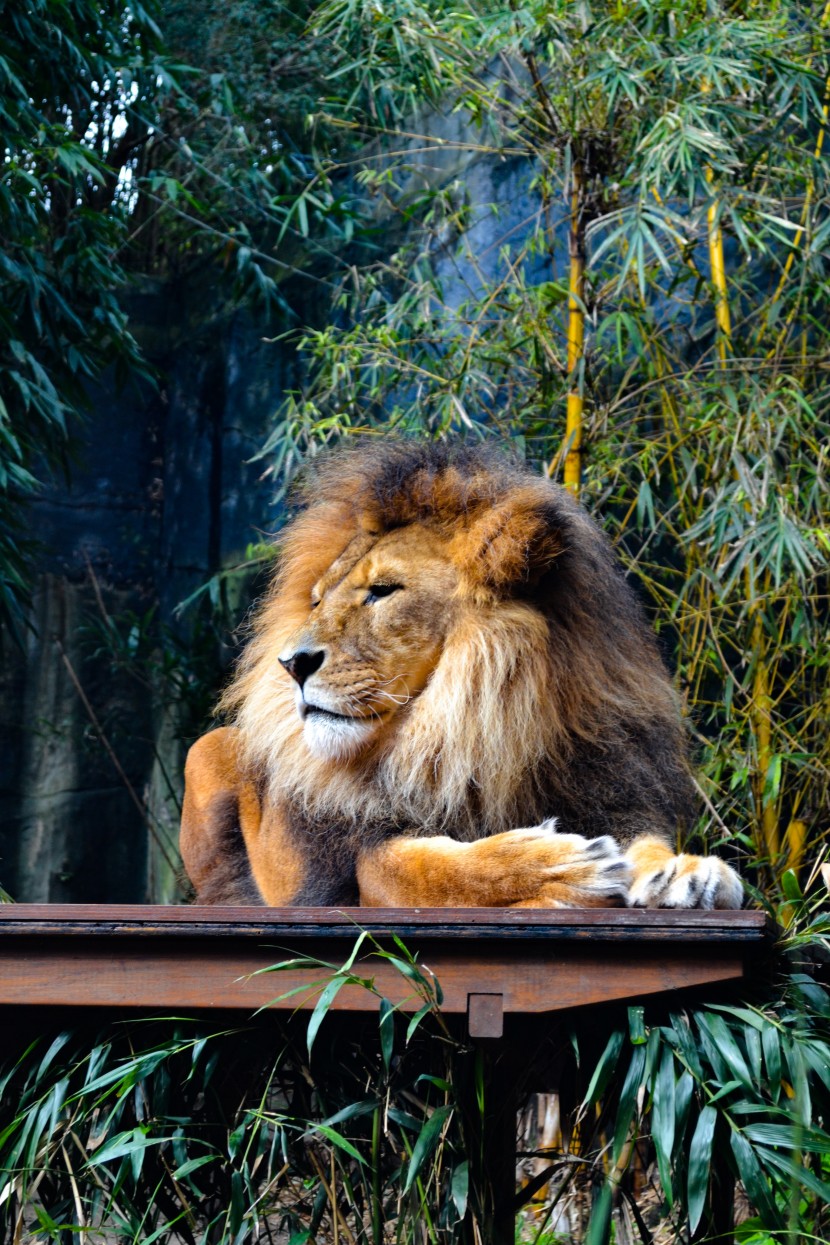 悉尼塔龍加動物園圖片