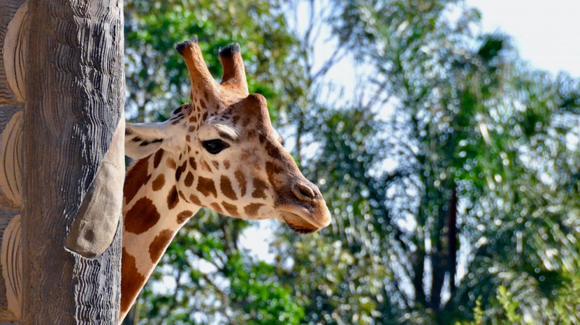 悉尼塔龍加動物園圖片