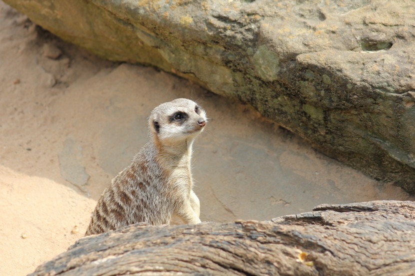 悉尼塔龍加動物園圖片