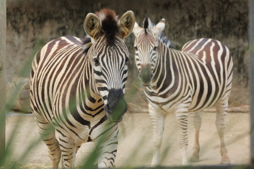 悉尼塔龍加動物園圖片