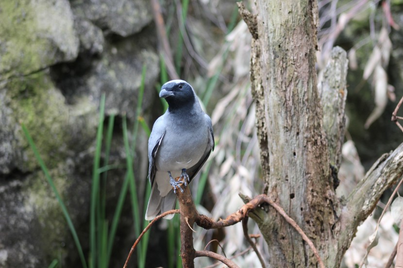 悉尼塔龍加動物園圖片