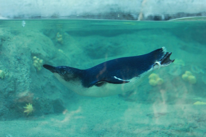 悉尼塔龍加動物園圖片