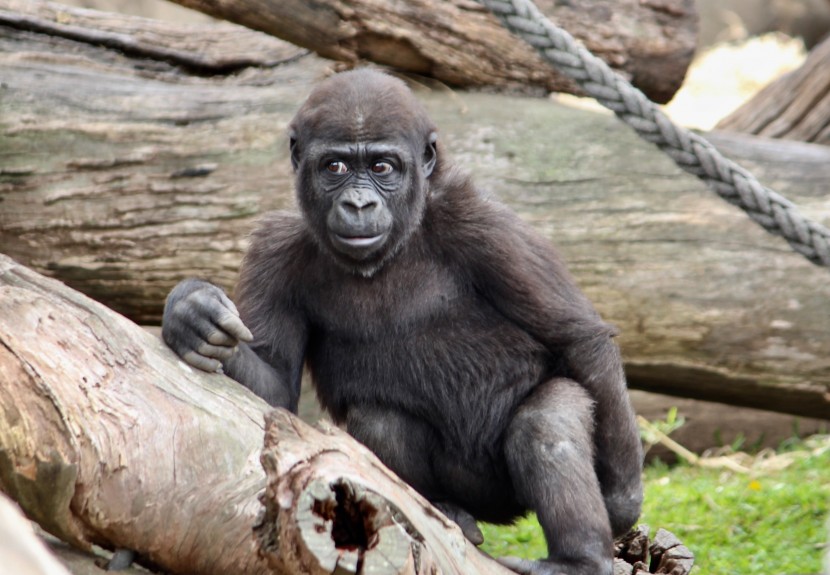 悉尼塔龍加動物園圖片