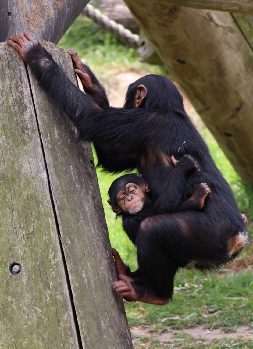 悉尼塔龍加動物園圖片