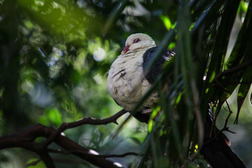 悉尼塔龍加動物園圖片