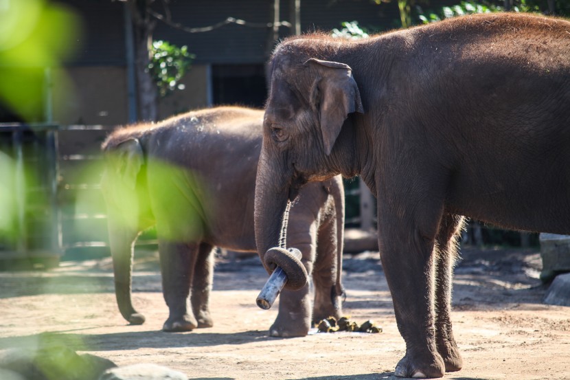 悉尼塔龍加動物園圖片