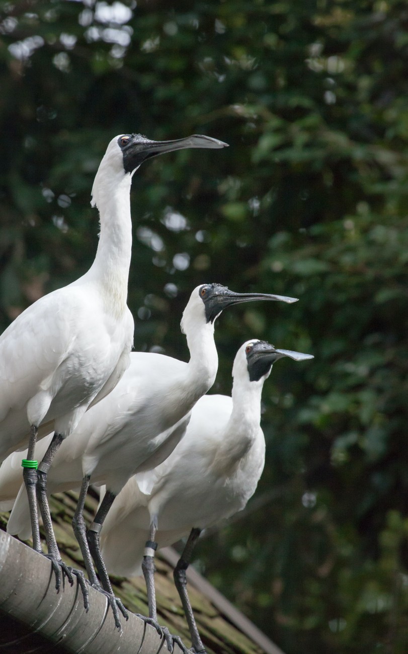 悉尼塔龍加動物園圖片