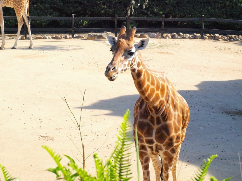 悉尼塔龍加動物園圖片