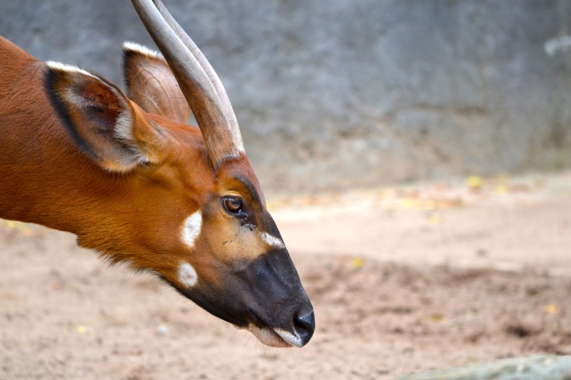 悉尼塔龍加動物園圖片